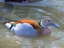 Ringed Teal (WWT Slimbridge 06/04/13) ©Nigel Key