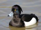 Tufted Duck (WWT Slimbridge 06/04/13) ©Nigel Key