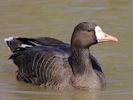 White-Fronted Goose (WWT Slimbridge 06/04/13) ©Nigel Key