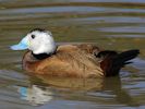 White-Headed Duck (WWT Slimbridge 06/04/13) ©Nigel Key