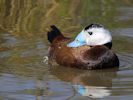 White-Headed Duck (WWT Slimbridge 06/04/13) ©Nigel Key