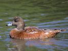 American Wigeon (WWT Slimbridge 06/07/13) ©Nigel Key