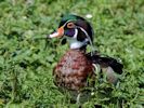 American Wood Duck (WWT Slimbridge 06/07/13) ©Nigel Key