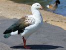 Andean Goose (WWT Slimbridge 06/07/13) ©Nigel Key