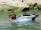 Australian Wood Duck (WWT Slimbridge 06/07/13) ©Nigel Key