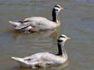 Bar-Headed Goose (WWT Slimbridge 06/07/13) ©Nigel Key