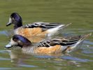 Chiloe Wigeon (WWT Slimbridge 06/07/13) ©Nigel Key