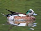 Chiloe Wigeon (WWT Slimbridge 06/07/13) ©Nigel Key