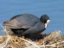 Coot (WWT Slimbridge July 2013) - pic by Nigel Key