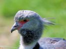 Crested Screamer (WWT Slimbridge 06/07/13) ©Nigel Key