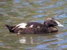 Eider (WWT Slimbridge 06/07/13) ©Nigel Key