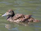 Eider (WWT Slimbridge 06/07/13) ©Nigel Key