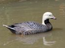 Emperor Goose (WWT Slimbridge 06/07/13) ©Nigel Key