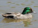 Falcated Duck (WWT Slimbridge 06/07/13) ©Nigel Key