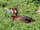 Greater Scaup (WWT Slimbridge 06/07/13) ©Nigel Key