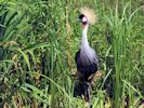 Grey-Crowned Crane (WWT Slimbridge 06/07/13) ©Nigel Key