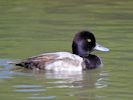 Lesser Scaup (WWT Slimbridge July 2013) - pic by Nigel Key