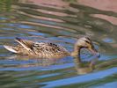 Mallard (WWT Slimbridge 06/07/13) ©Nigel Key