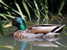 Mallard (WWT Slimbridge July 2013) - pic by Nigel Key