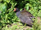 Moorhen (WWT Slimbridge 06/07/13) ©Nigel Key