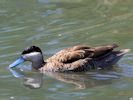 Puna Teal (WWT Slimbridge July 2013) - pic by Nigel Key