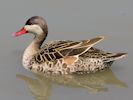 Red-Billed Teal (WWT Slimbridge 06/07/13) ©Nigel Key