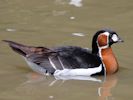 Red-Breasted Goose (WWT Slimbridge July 2013) - pic by Nigel Key