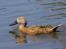 Red Shoveler (WWT Slimbridge 06/07/13) ©Nigel Key