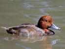 Redhead (WWT Slimbridge 06/07/13) ©Nigel Key