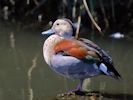 Ringed Teal (WWT Slimbridge July 2013) - pic by Nigel Key