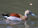 Ringed Teal (WWT Slimbridge July 2013) - pic by Nigel Key