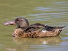 Northern Shoveler (WWT Slimbridge 06/07/13) ©Nigel Key