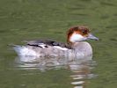 Smew (WWT Slimbridge 06/07/13) ©Nigel Key