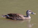 Chinese Spot-Billed Duck (WWT Slimbridge July 2013) - pic by Nigel Key