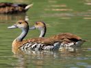 West Indian Whistling Duck (WWT Slimbridge July 2013) - pic by Nigel Key