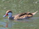 White-Cheeked Pintail (WWT Slimbridge 06/07/13) ©Nigel Key