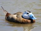 White-Headed Duck (WWT Slimbridge July 2013) - pic by Nigel Key