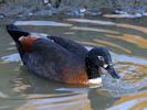 Australian Shelduck (WWT Slimbridge 23/11/13) ©Nigel Key