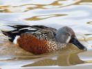 Australian Shoveler (WWT Slimbridge November 2013) - pic by Nigel Key