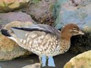 Australian Wood Duck (WWT Slimbridge 23/11/13) ©Nigel Key