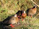 Brazilian Duck (WWT Slimbridge 23/11/13) ©Nigel Key