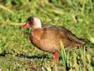 Brazilian Teal (WWT Slimbridge November 2013) - pic by Nigel Key