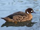 Bronze-Winged Duck (WWT Slimbridge 23/11/13) ©Nigel Key