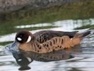 Bronze-Winged Duck (WWT Slimbridge November 2013) - pic by Nigel Key