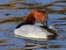 Canvasback (WWT Slimbridge 23/11/13) ©Nigel Key