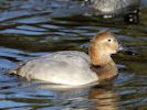 Canvasback (WWT Slimbridge November 2013) - pic by Nigel Key