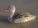 Cape Teal (WWT Slimbridge 23/11/13) ©Nigel Key