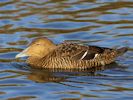 Eider (WWT Slimbridge 23/11/13) ©Nigel Key