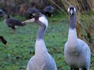 Eurasian Crane (WWT Slimbridge 23/11/13) ©Nigel Key