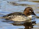 Goldeneye (WWT Slimbridge 23/11/13) ©Nigel Key